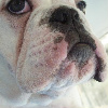 googleadsense's Avatar